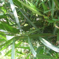 Alpinia calcarata (Andrews) Roscoe